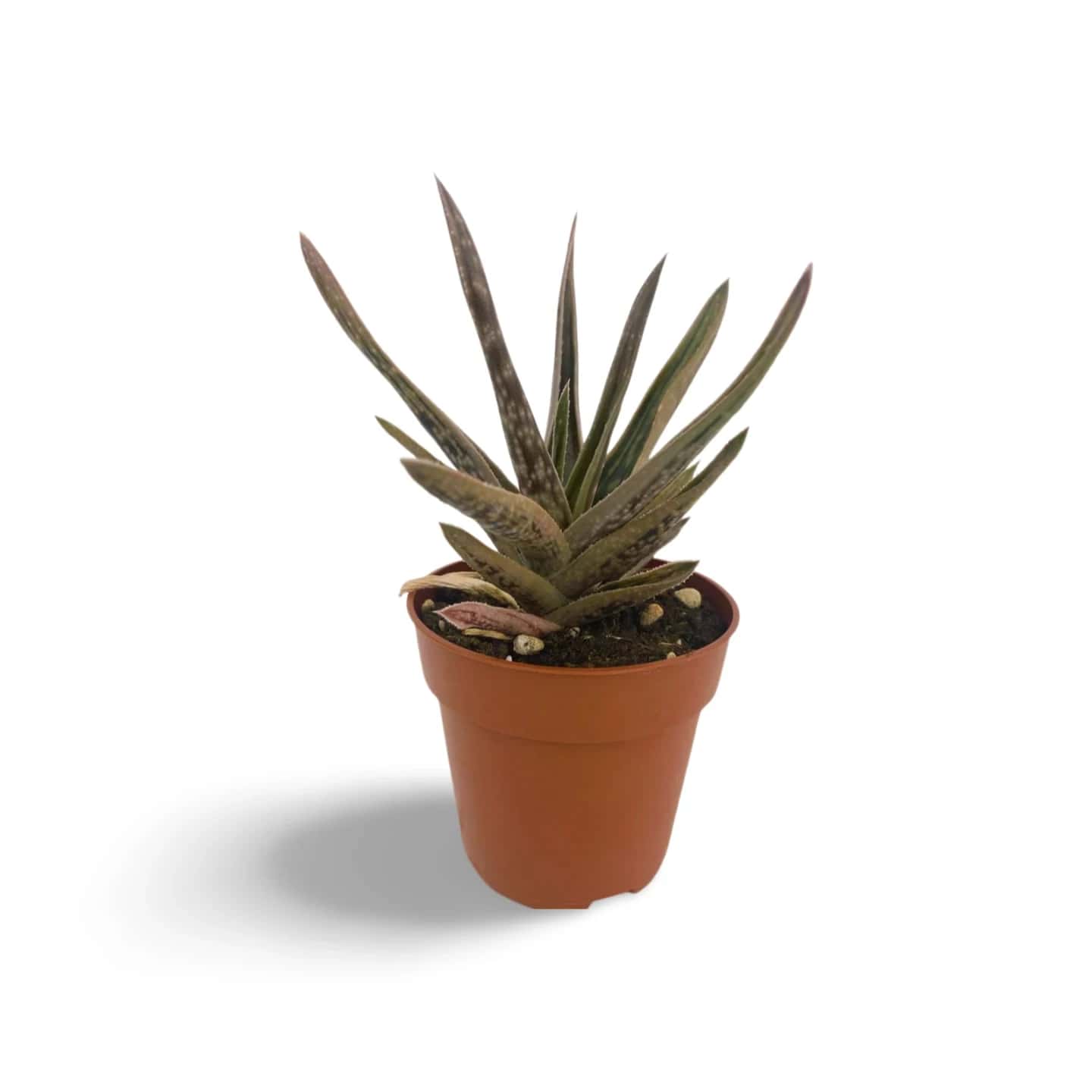 Gastéria Venusta