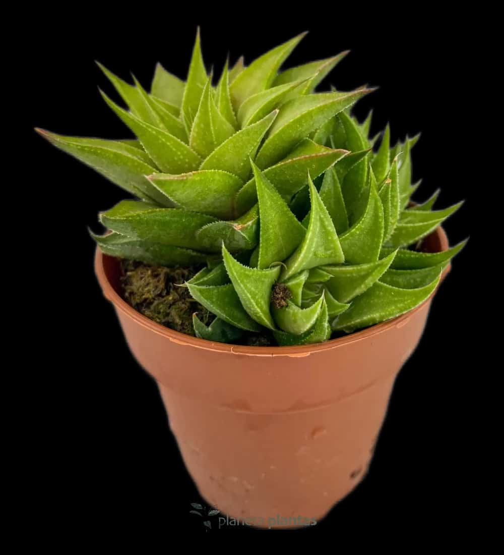 Haworthia Limifolia