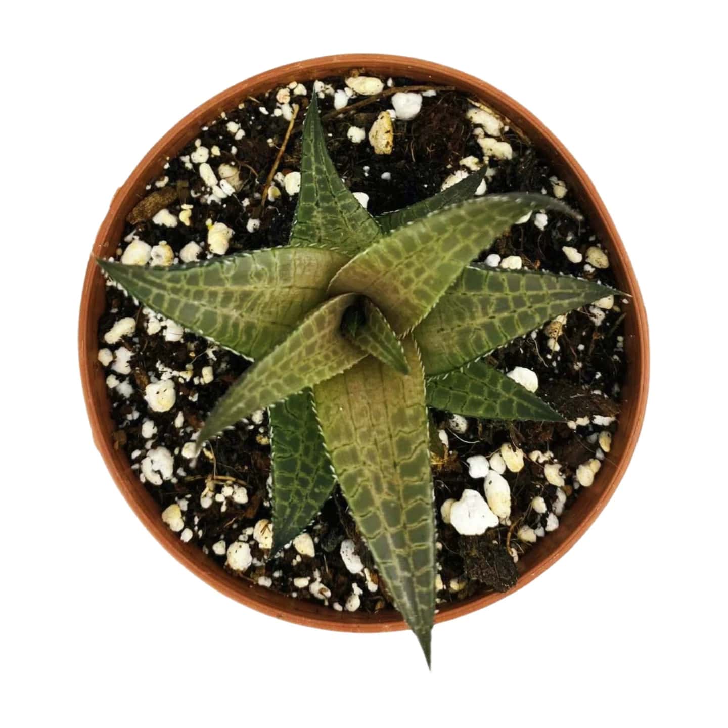 Haworthia tessellata
