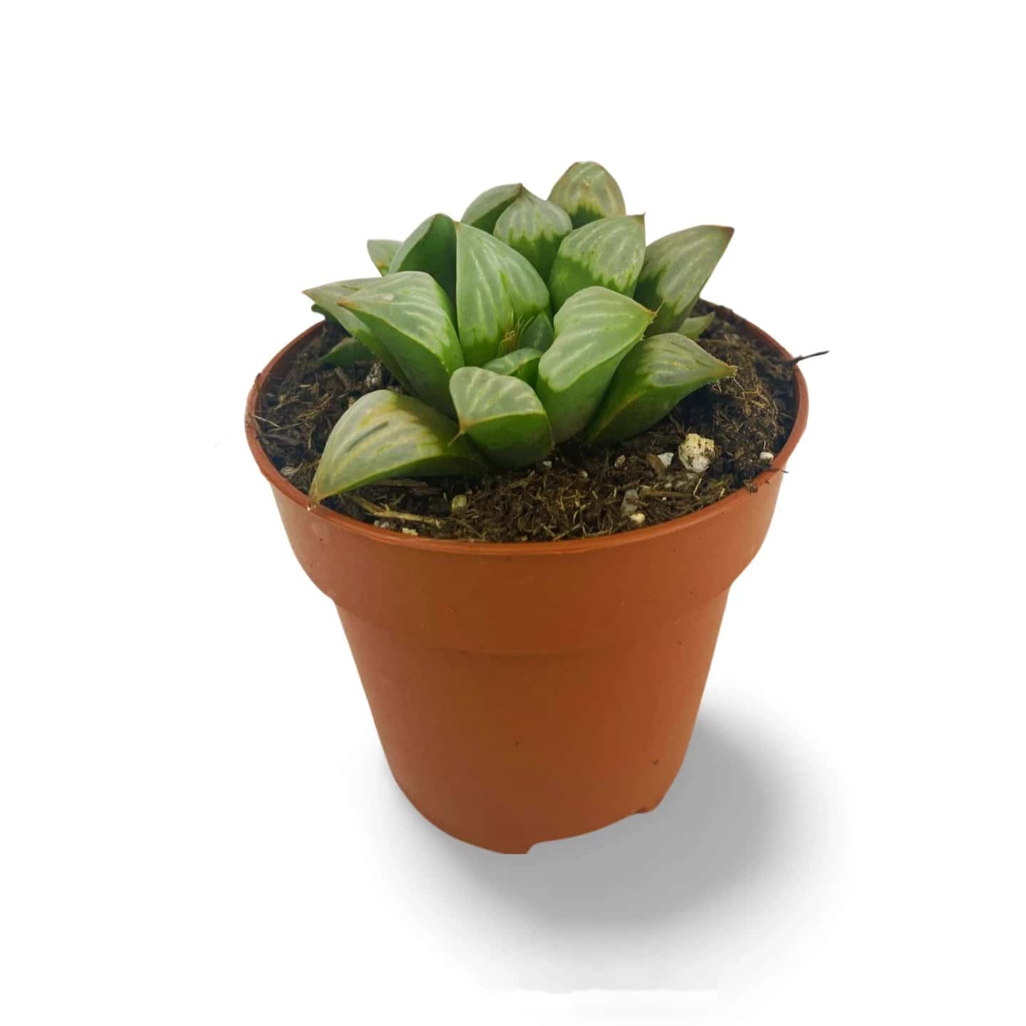 Haworthia Refus