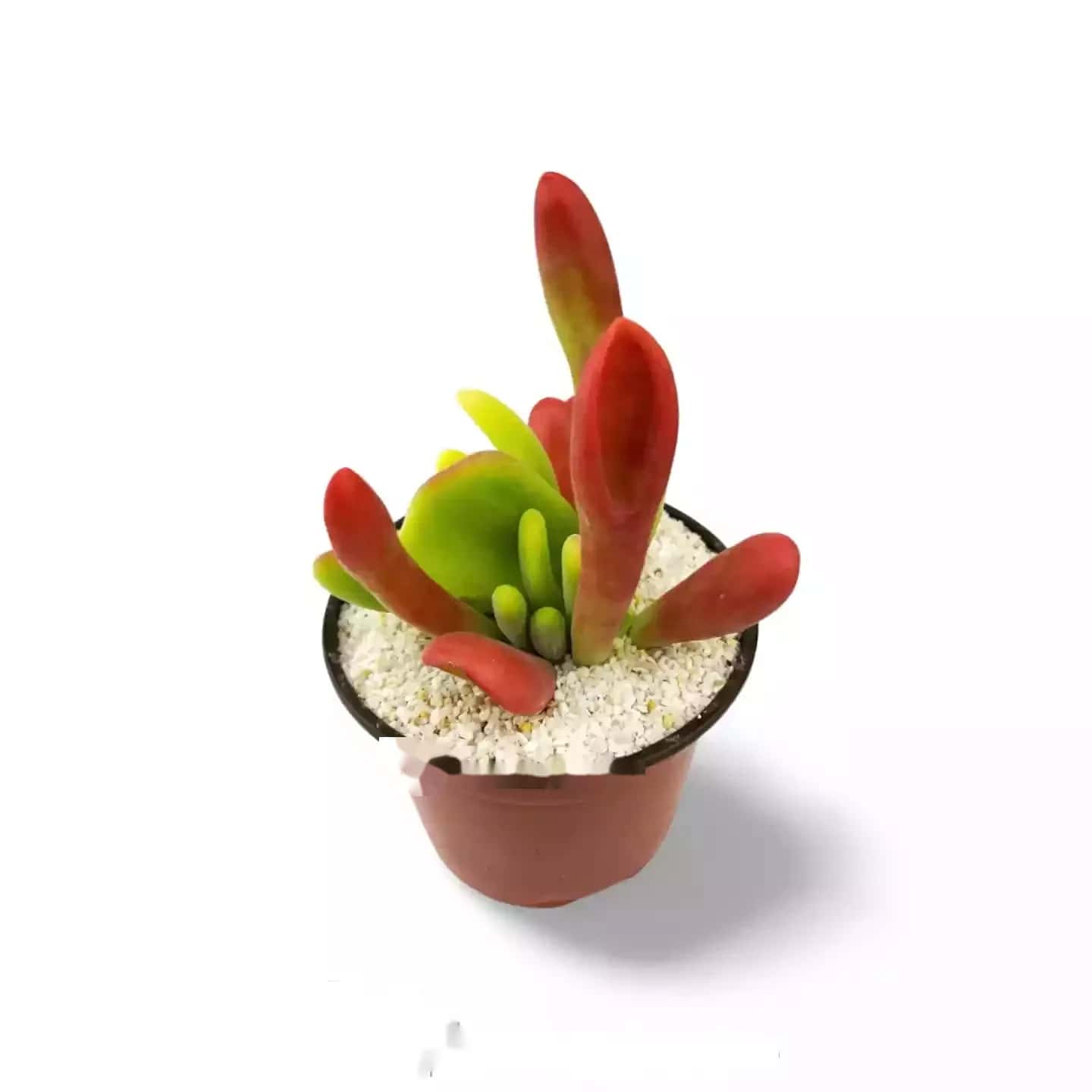 Kalanchoe Oricula