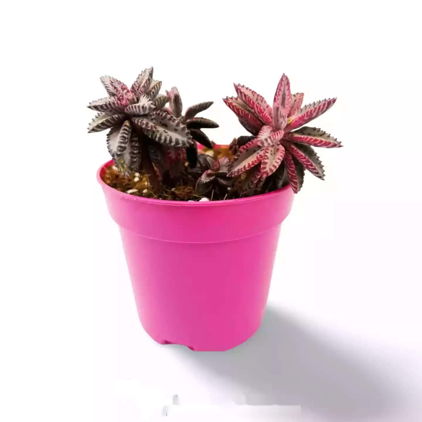 Papillon rose Kalanchoe