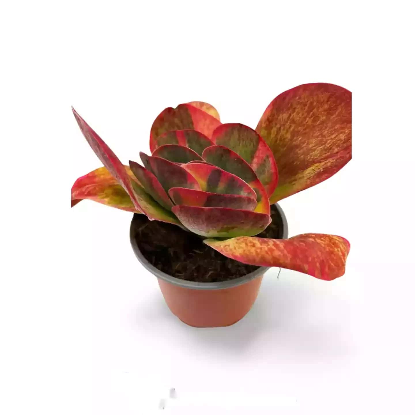 Kalanchoe Thyrsiflora Variegata