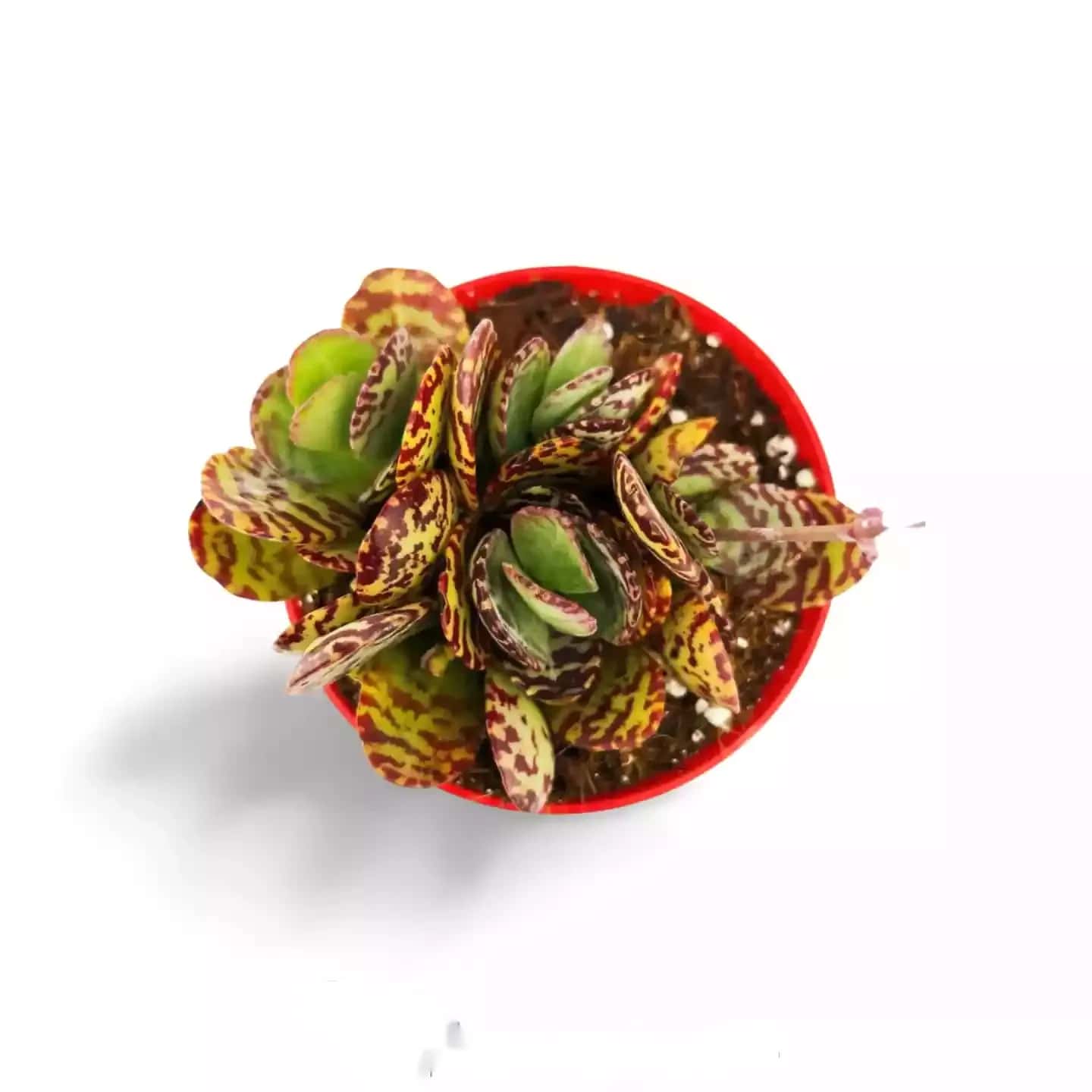 Kalanchoe humilis