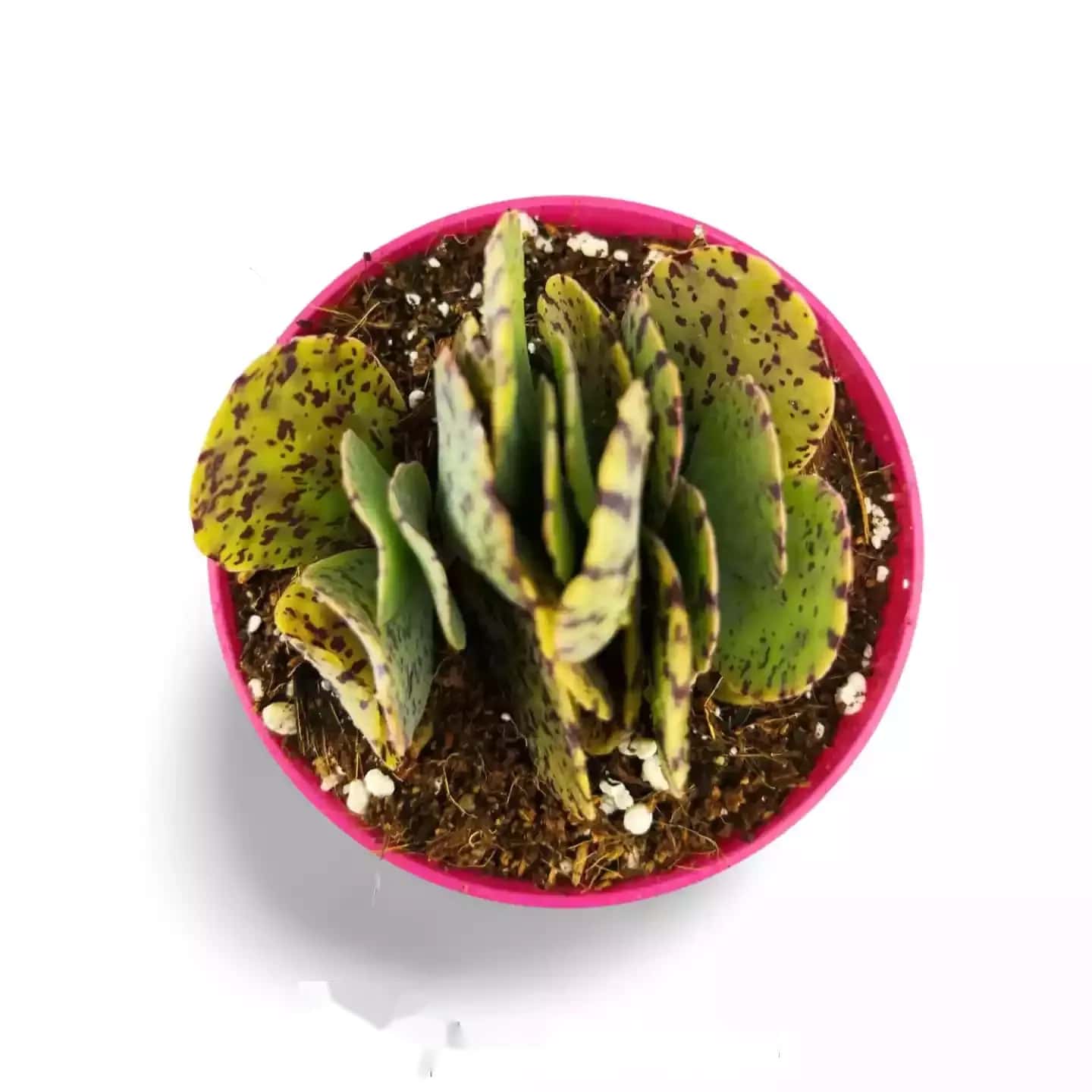Kalanchoe marmorata