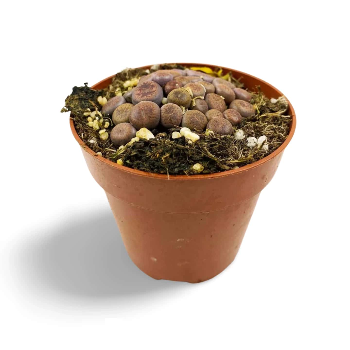 Lithops Hookeri