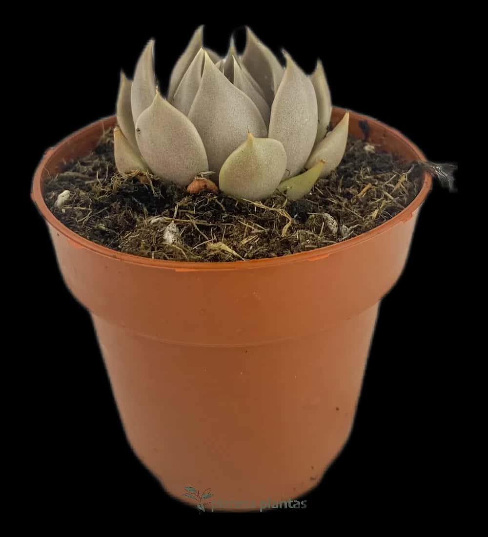 Lénophyllum Texanum