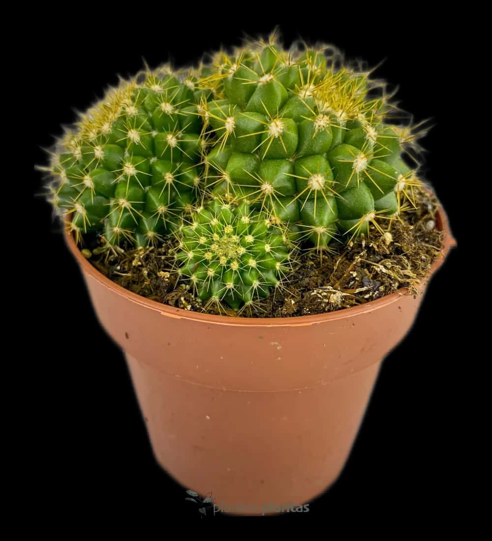 Mammillaria Marksiana