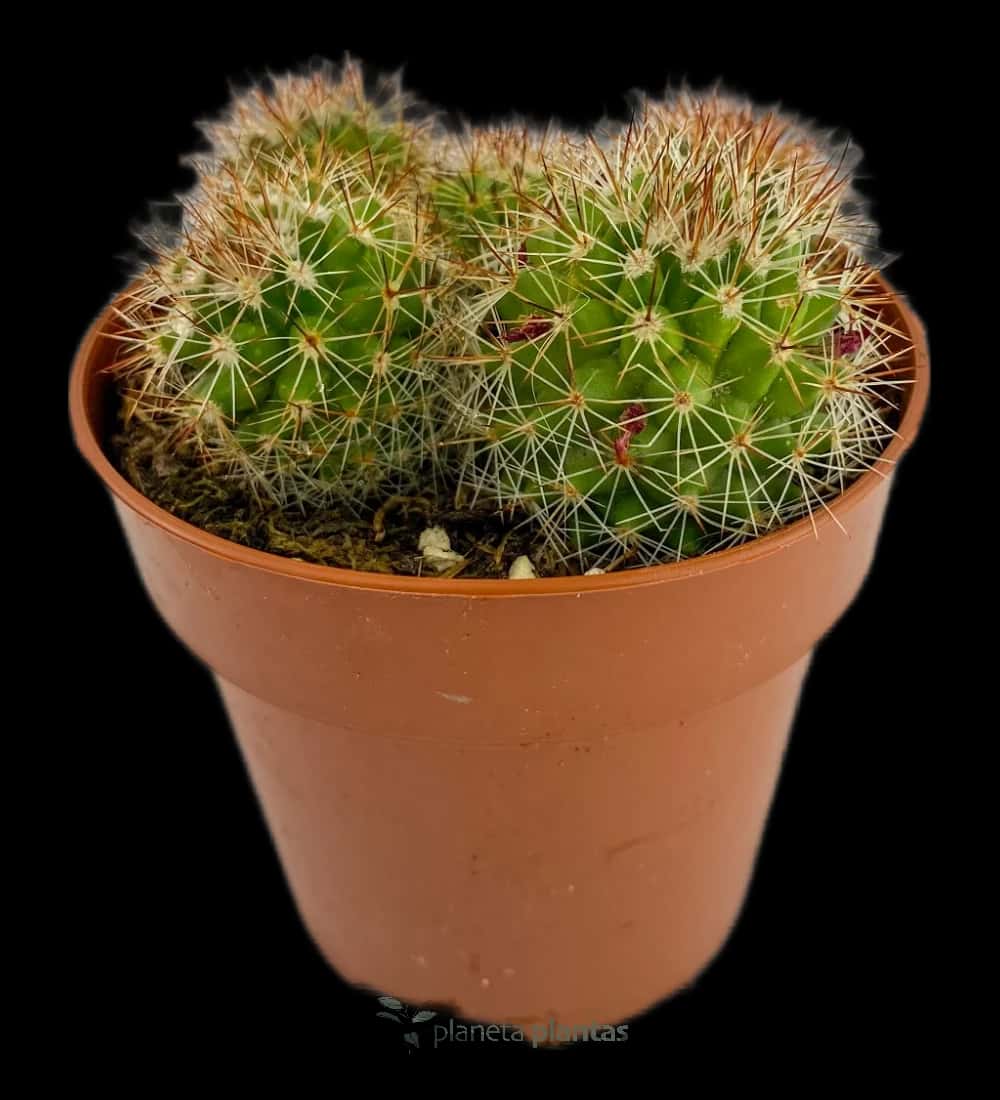 Mammillaire Spinosissima