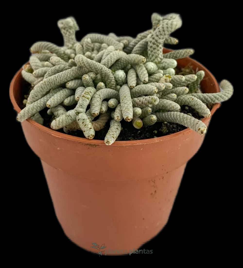 Mammillaria Vetula sous-espèce Gracilis