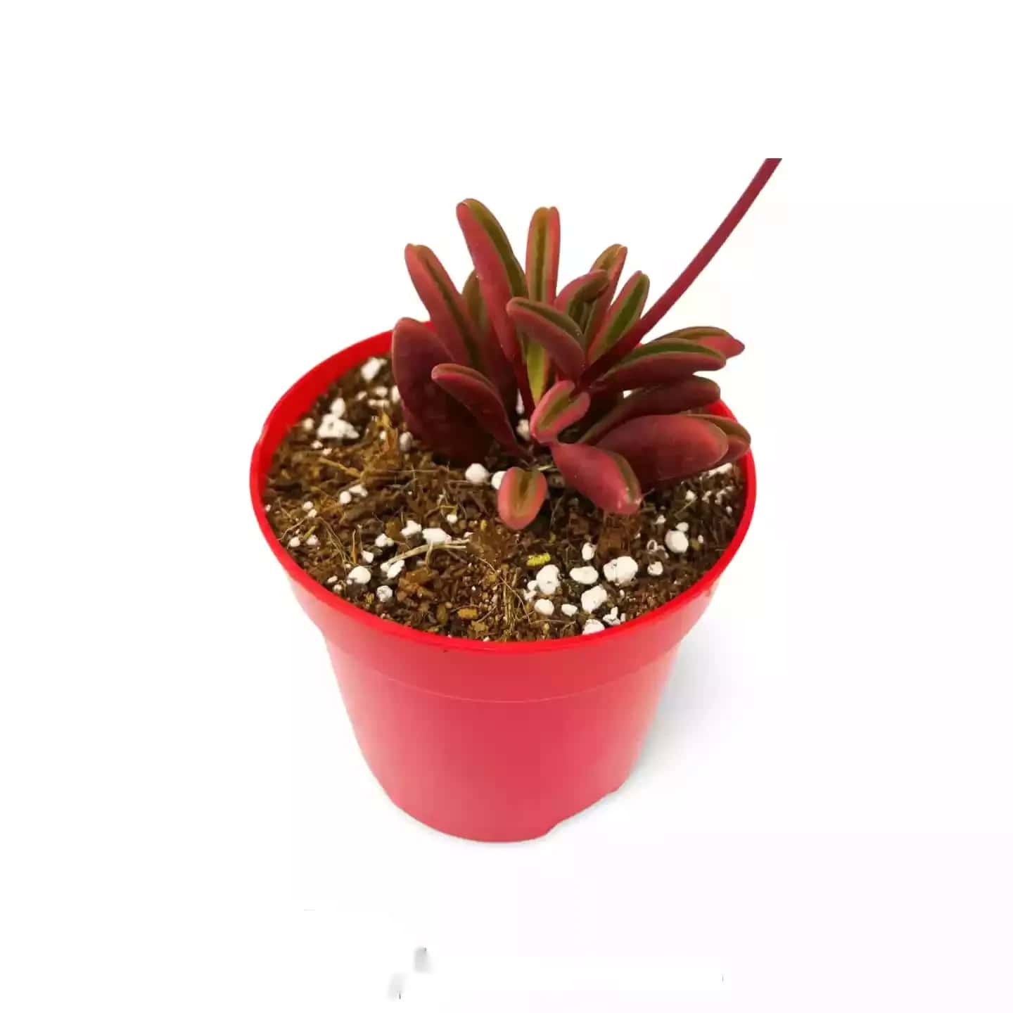 Peperomia Glaveolens