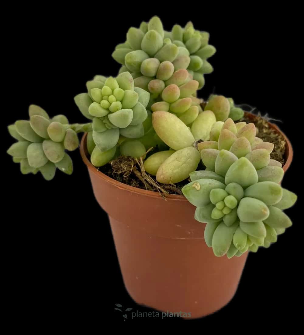 Sedum Burrito
