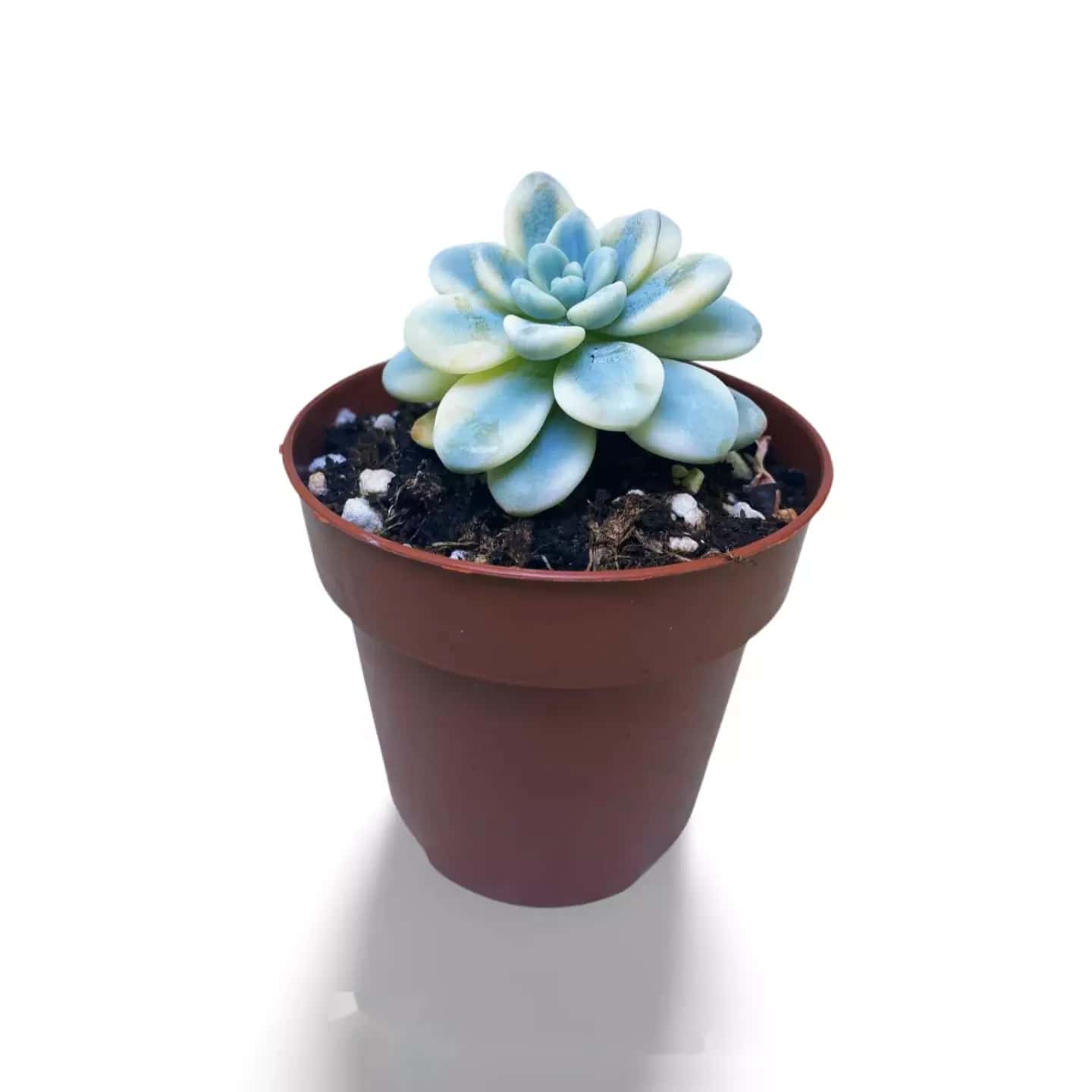 Sedum Clavatum Variegata