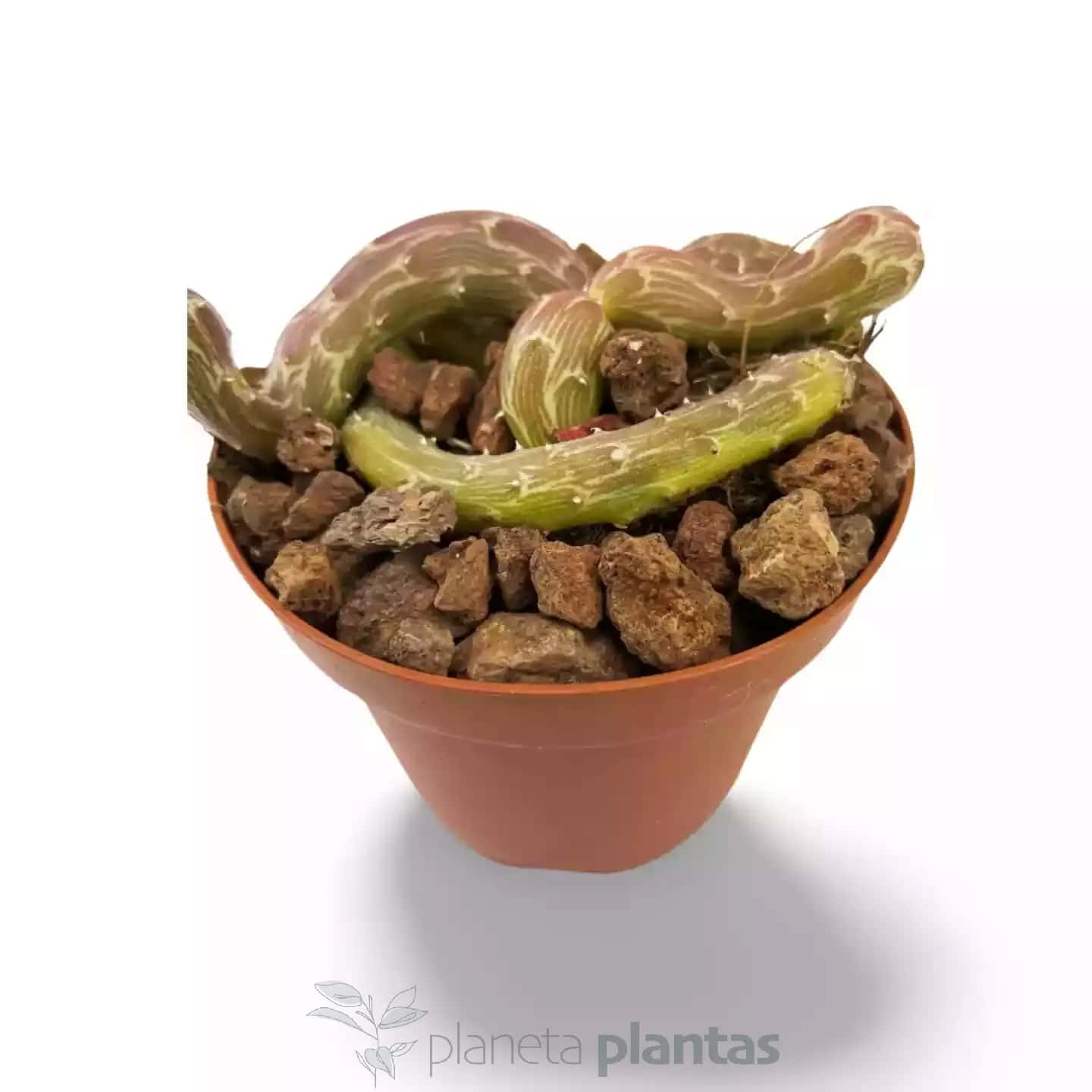 Pendule Senecio