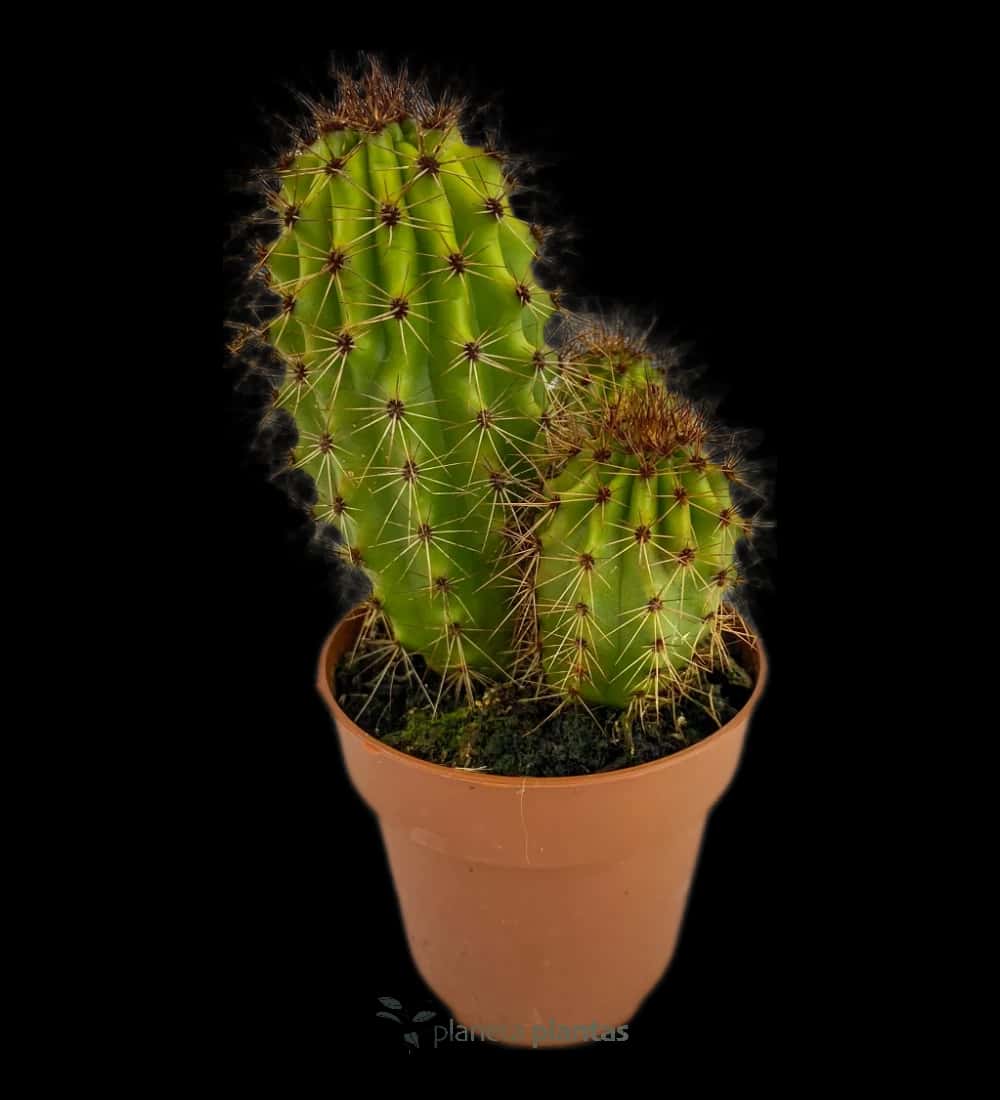 Stenocereus Thurberi