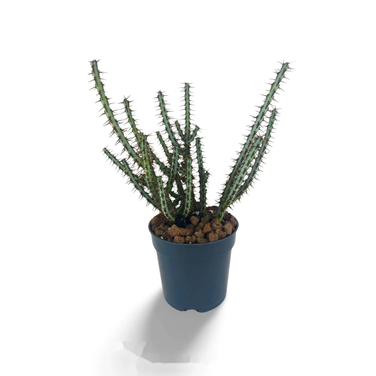 Euphorbe aerugineuse