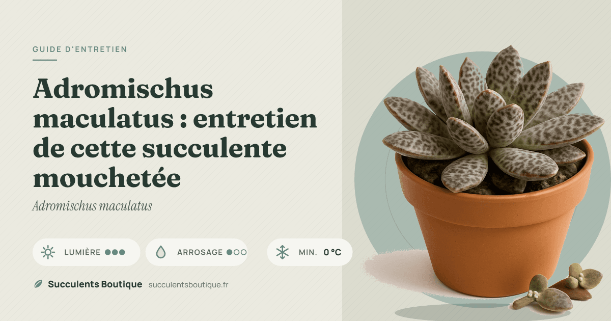 Adromischus maculatus : entretien de cette succulente mouchetée