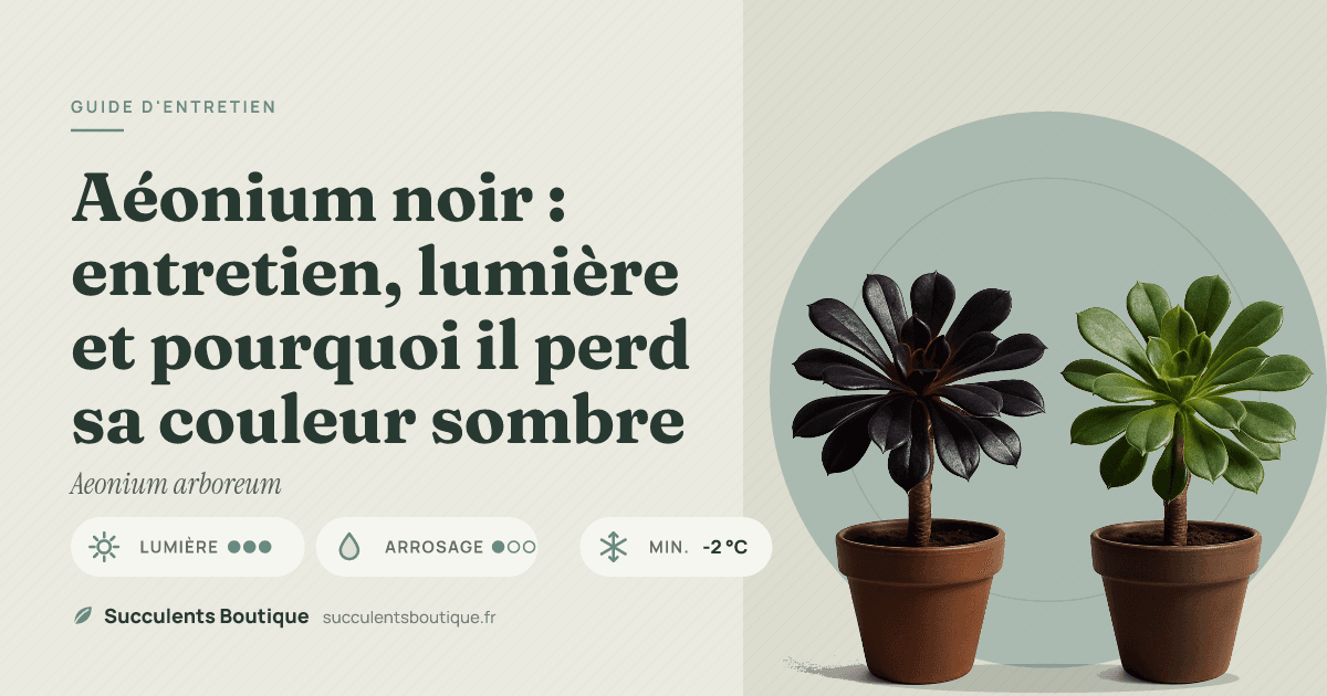 Aéonium noir : entretien, lumière et pourquoi il perd sa couleur sombre
