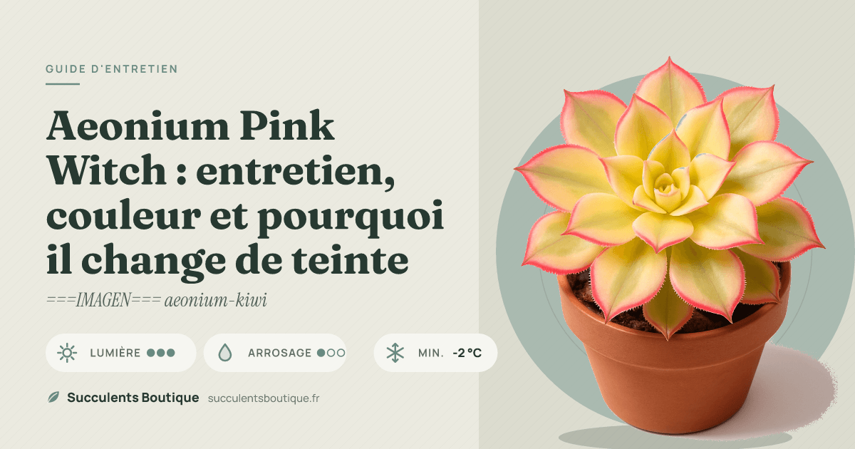 Aeonium Pink Witch : entretien, couleur et pourquoi il change de teinte