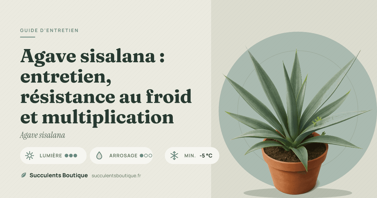 Agave sisalana : entretien, résistance au froid et multiplication