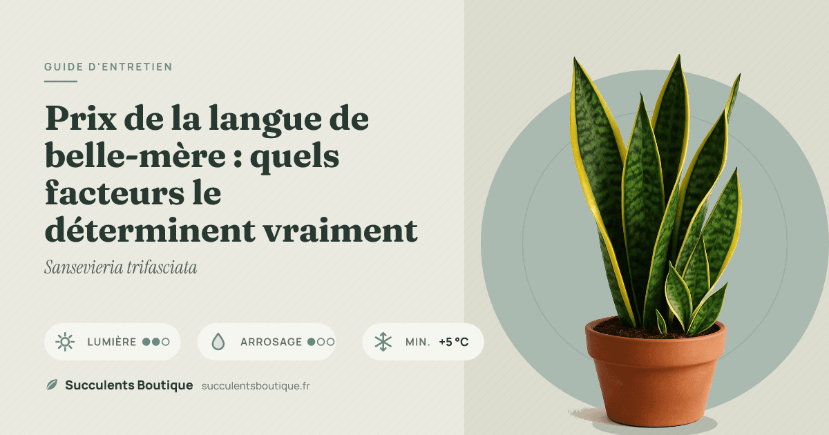 Prix de la langue de belle-mère : quels facteurs le déterminent vraiment