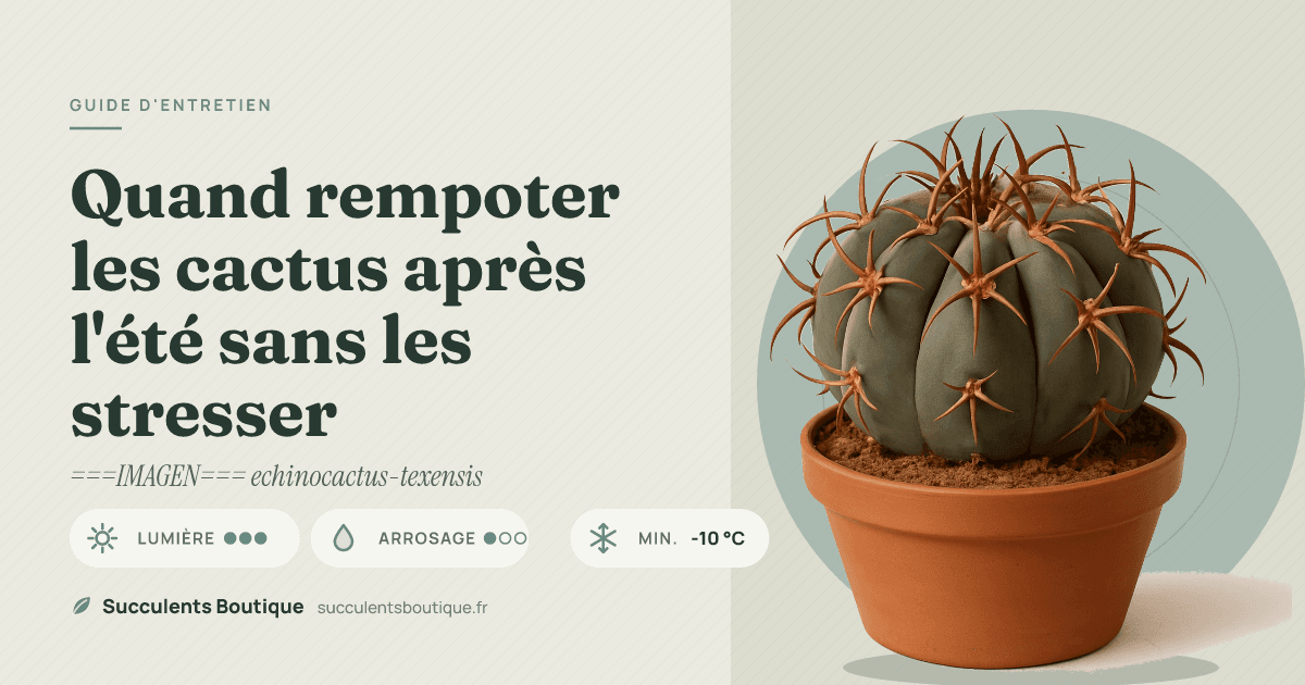 Quand rempoter les cactus après l'été sans les stresser