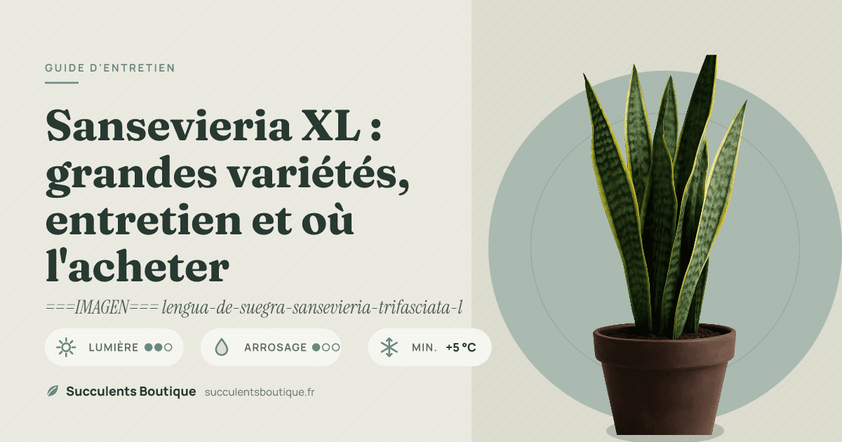 Sansevieria XL : grandes variétés, entretien et où l'acheter