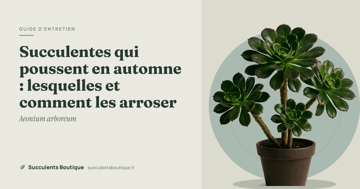 Succulentes qui poussent en automne : lesquelles et comment les arroser