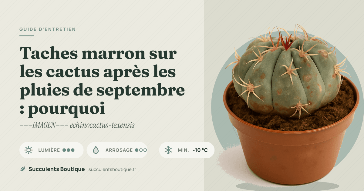 Taches marron sur les cactus après les pluies de septembre : pourquoi