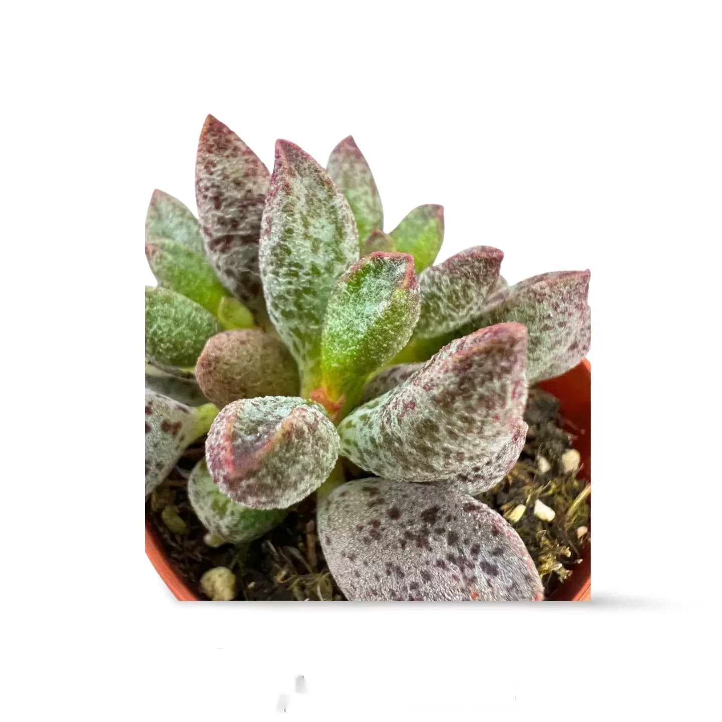 Adromischus cooperi
