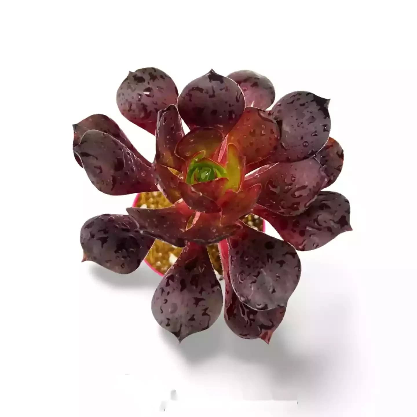 Aeonium Arboreum Atropurpureum
