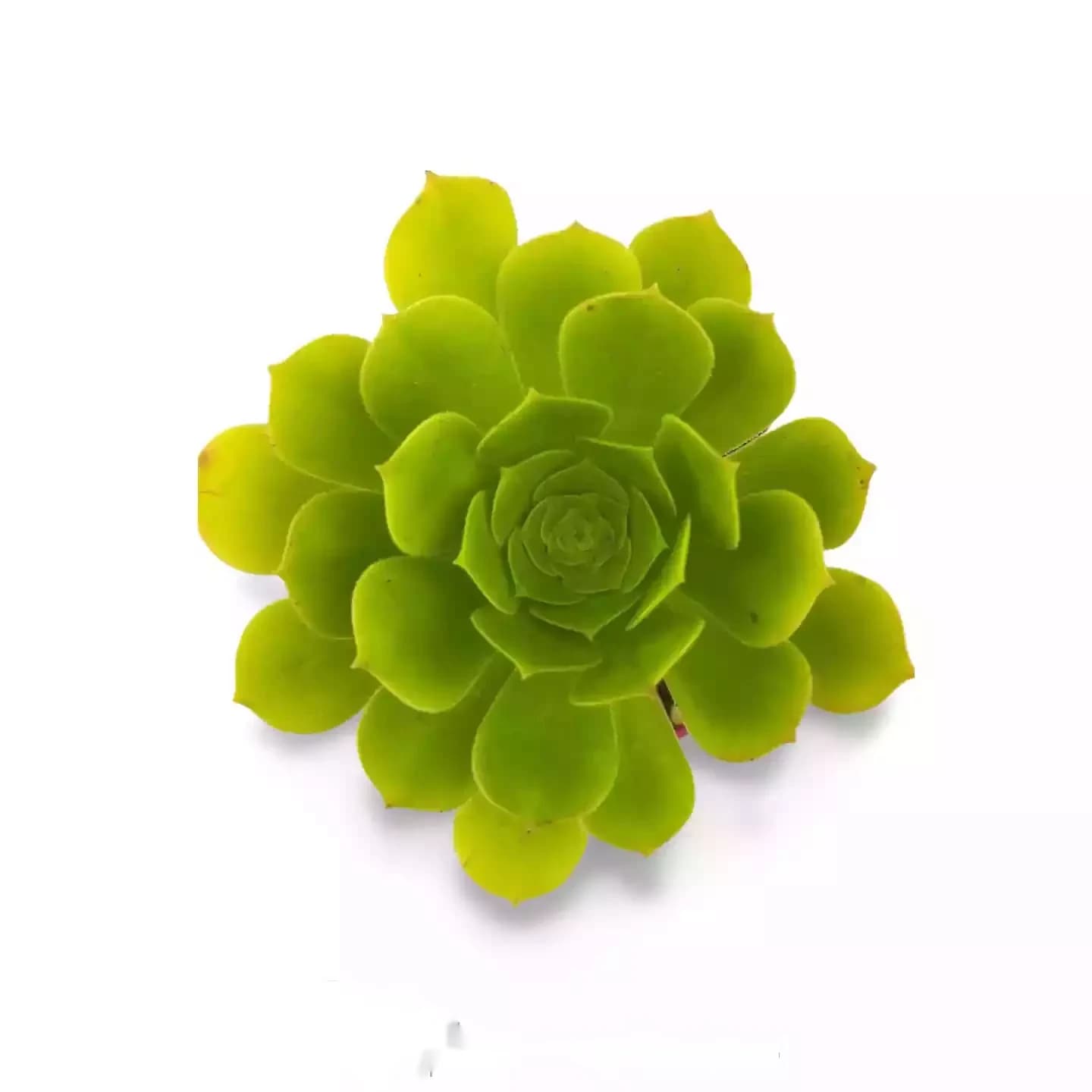 Aeonium pseudomacchèle