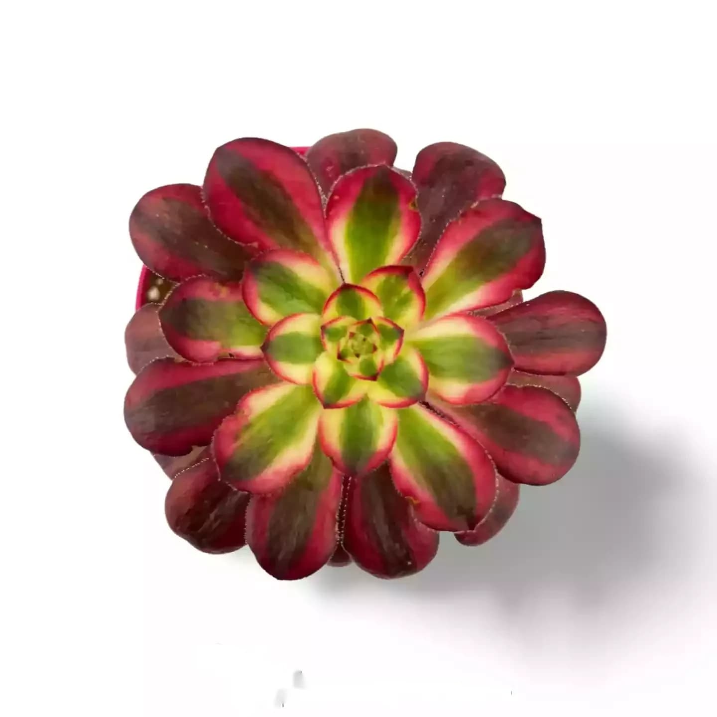 Aeonium Rouge Grenat Jaune Panaché Vulcain