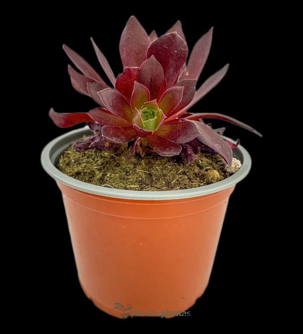 Aeonium Zwartkop