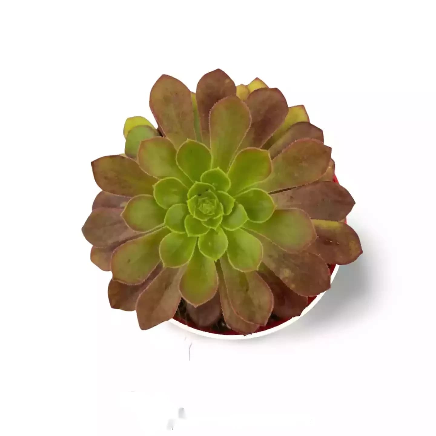 Arboreum Aeonium