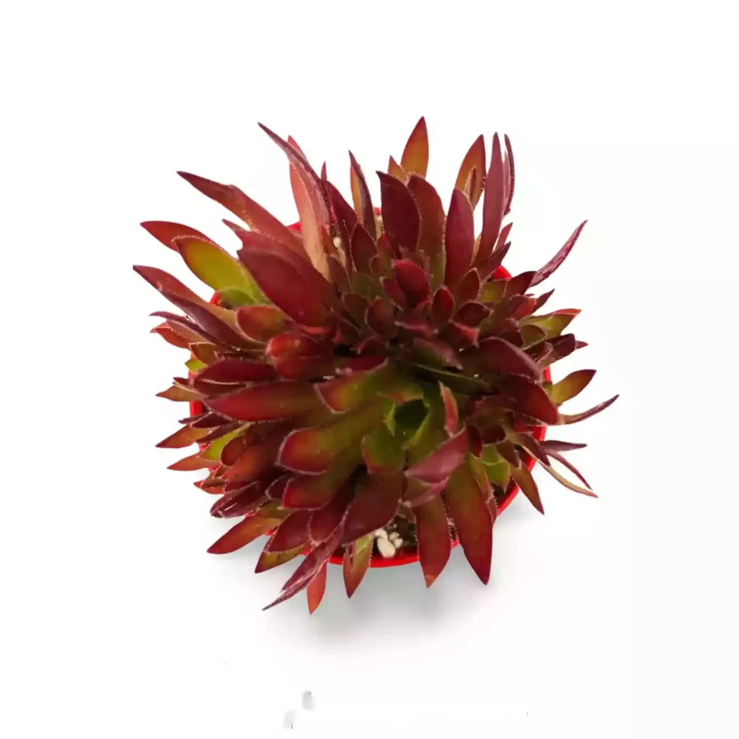 Pétards Aeonium