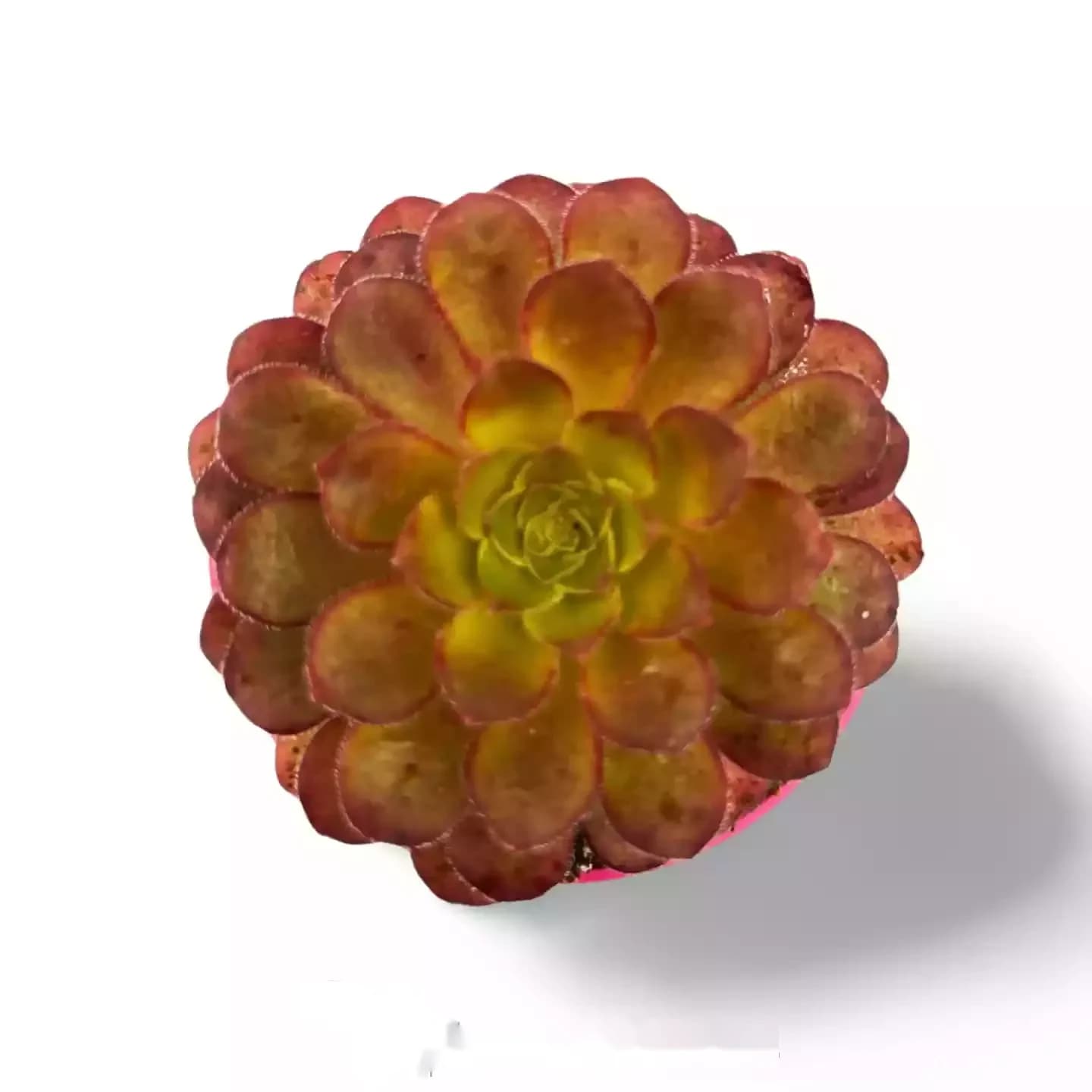 Velours Aeonium