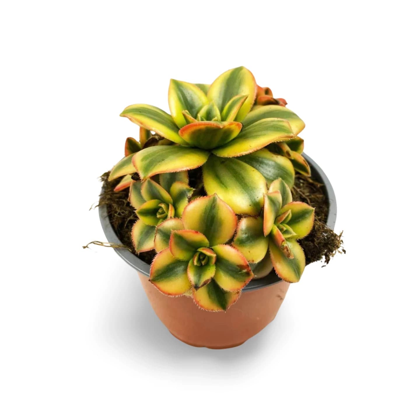 Aeonium Decorum Variegatum Jaune