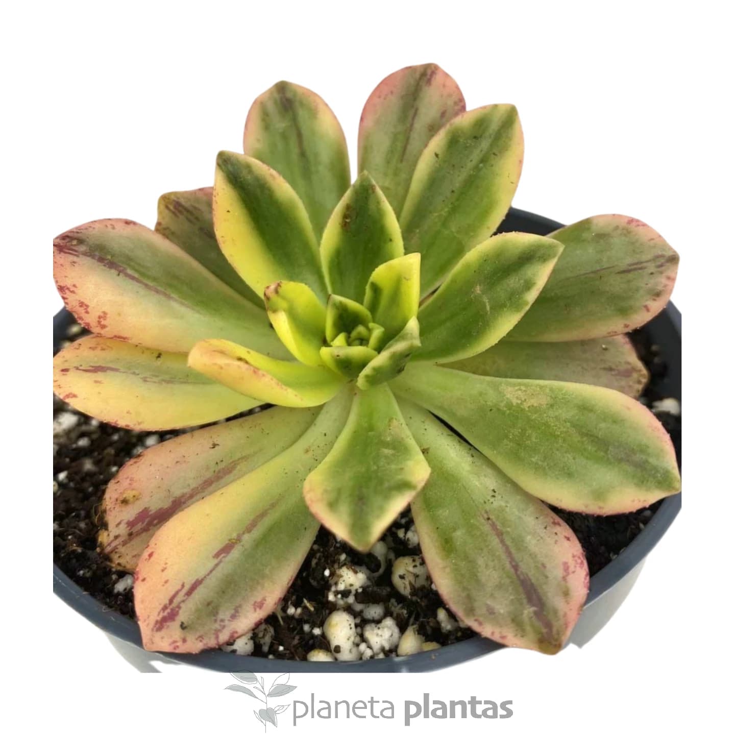 Thé vert Aeonium
