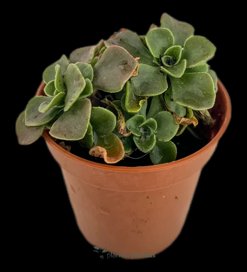 Aichryson Domesticum