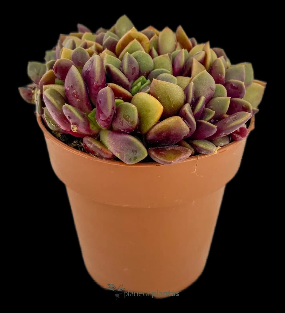 Anacampseros Rufescens Lever du Soleil