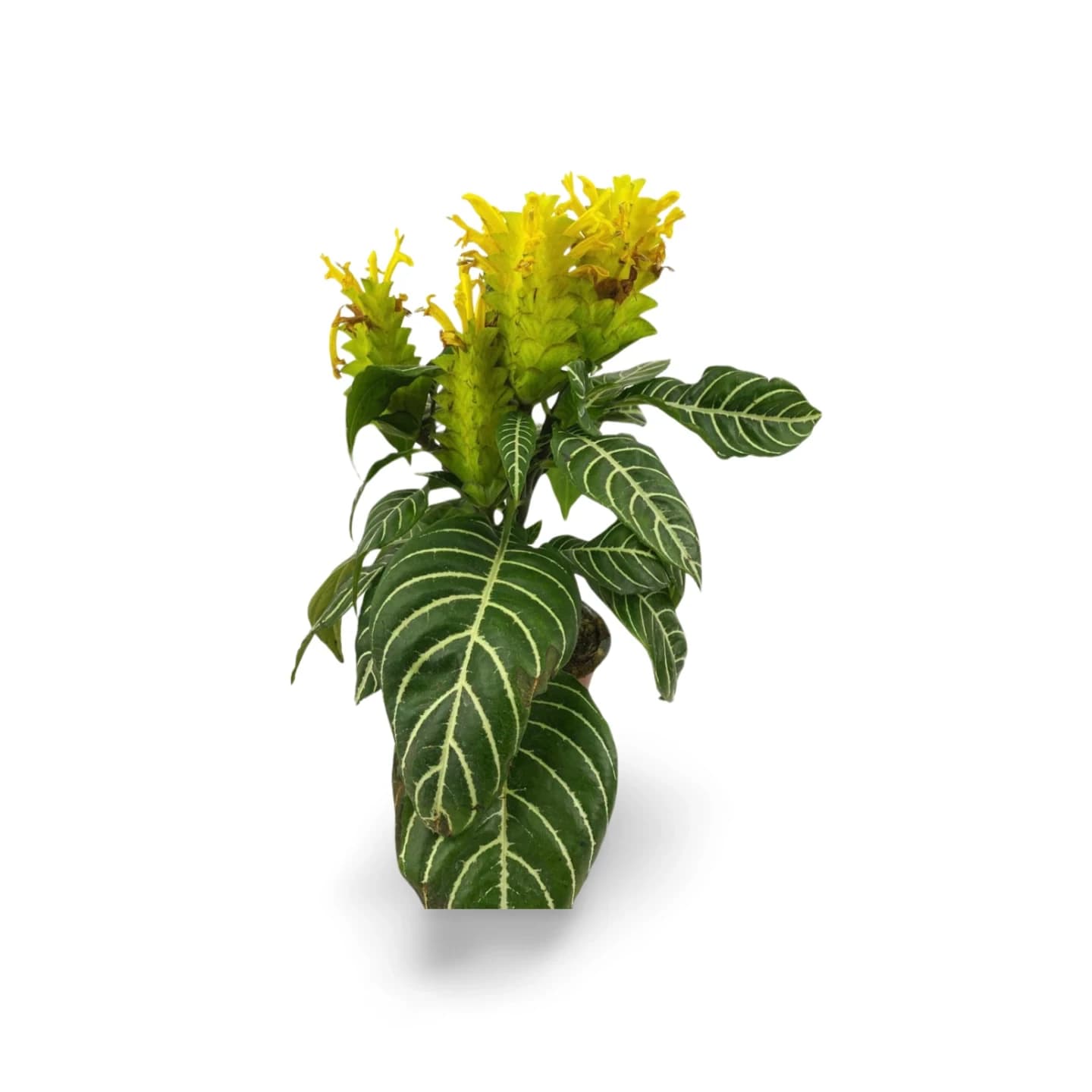 Aphelandra Squarrosa
