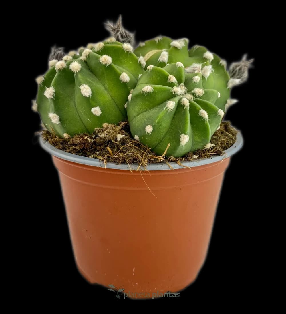 Astrophytum astérias