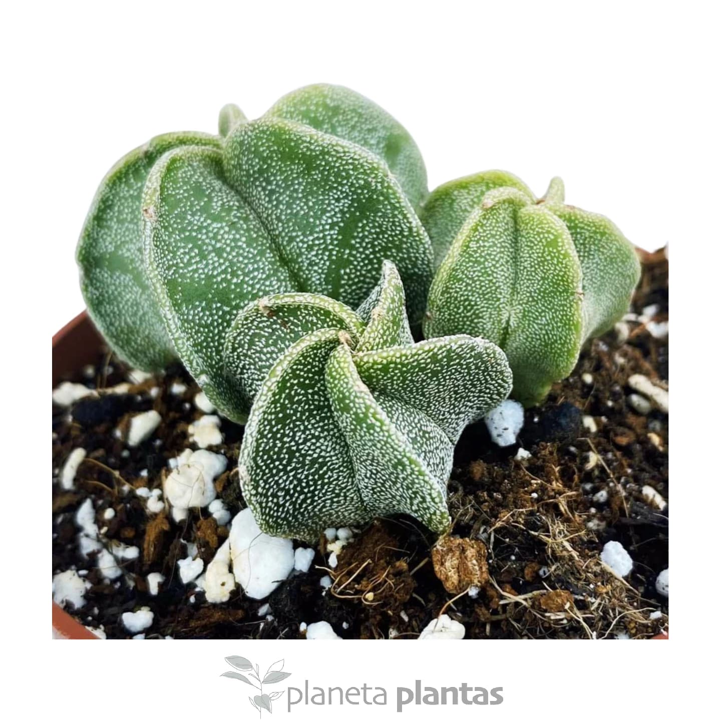 Astrophytum Myriostigma