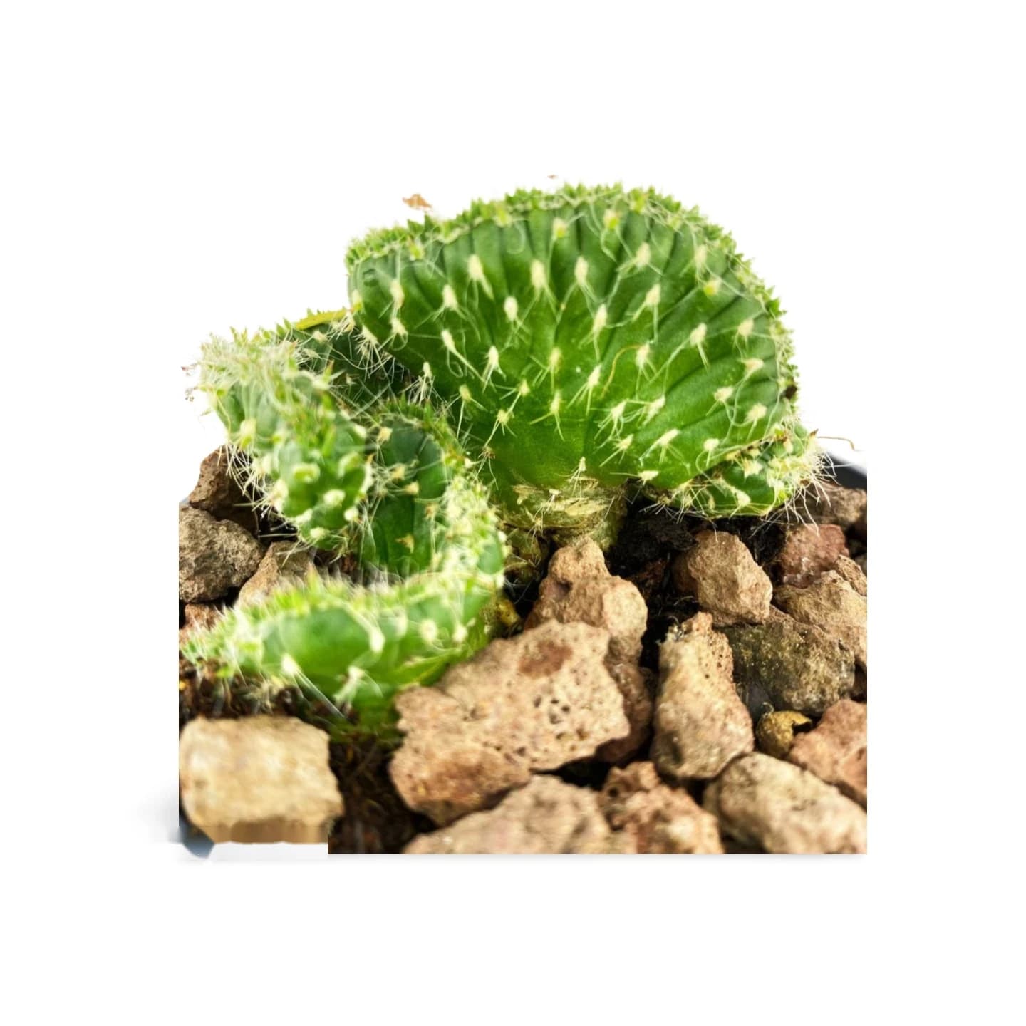 Austrocylindropuntia Subulata