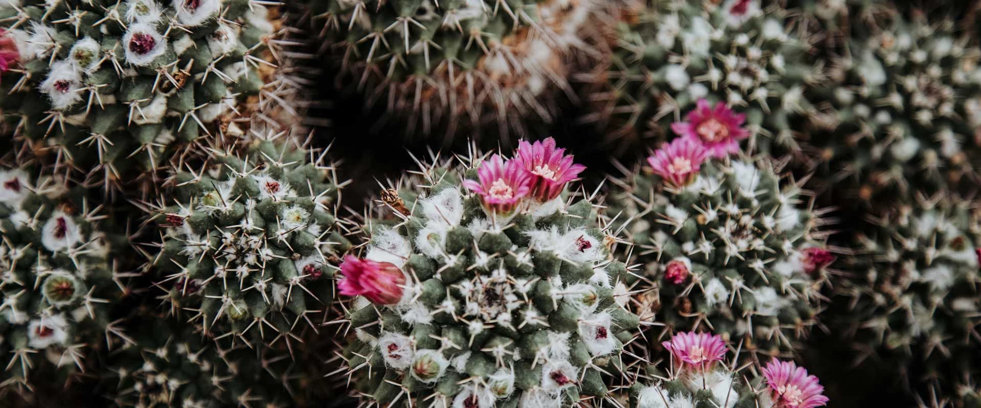 Recommandations pour prendre soin des cactus