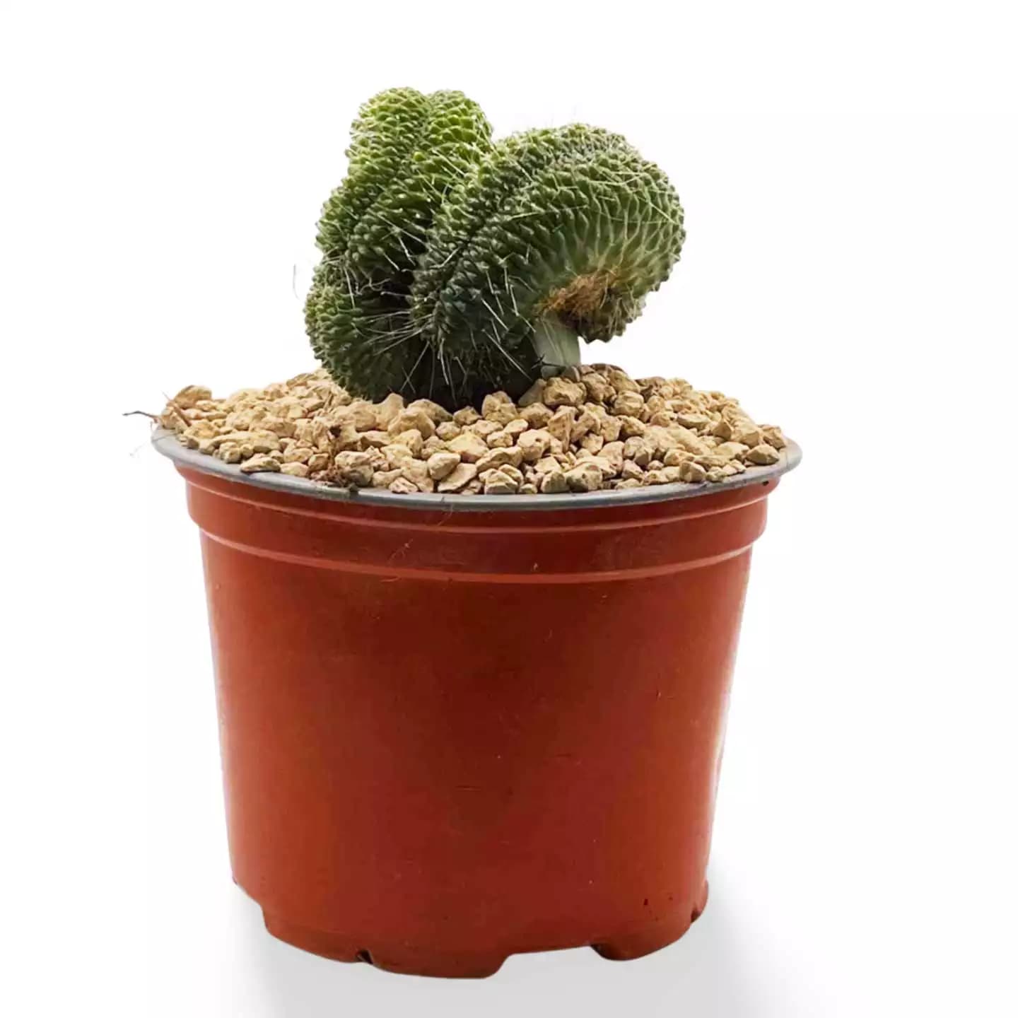 Cactus Mammillaria à grand bec huppé
