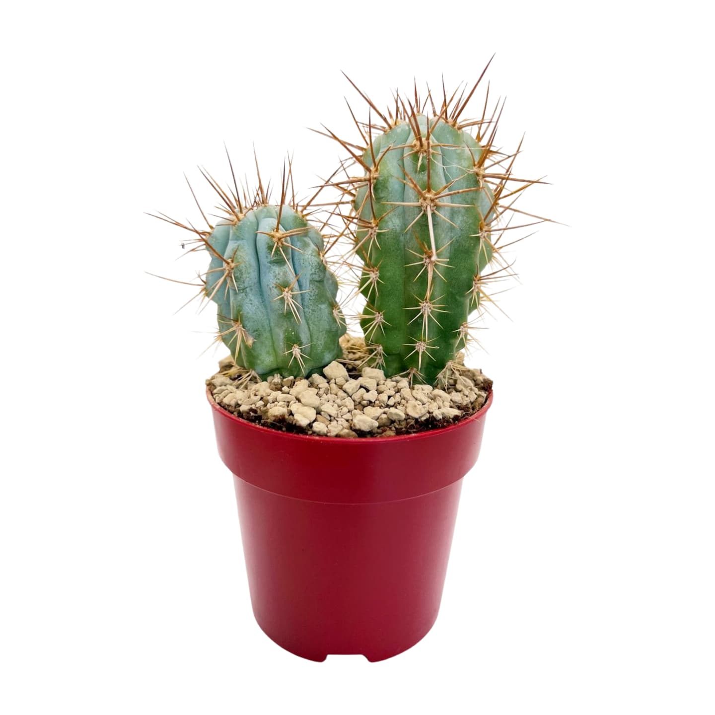 Bleu Cereus