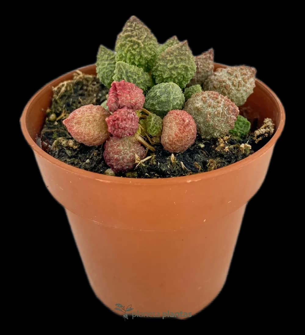 Adromischus marianae herrei
