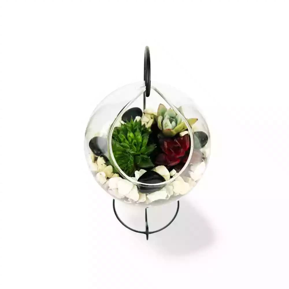 Ensemble de Succulentes Suspendues